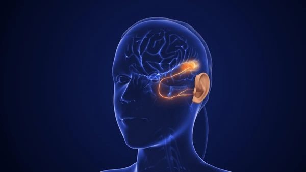 Illustration of the auditory pathway lit up inside the brain