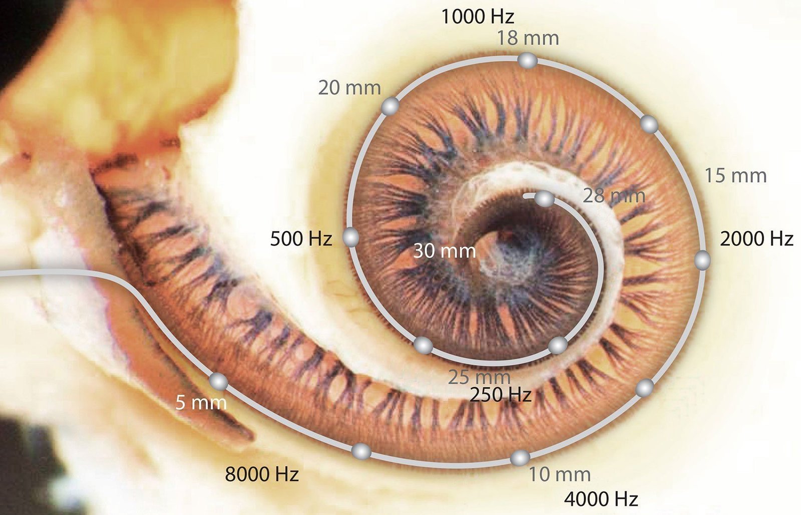 The cochlea with frequencies marked along its spiral: 8000 Hz at the base to 250 Hz at the apex