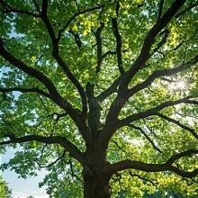Looking up into the branches of a large tree